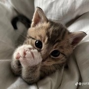 Дарья Харченко
